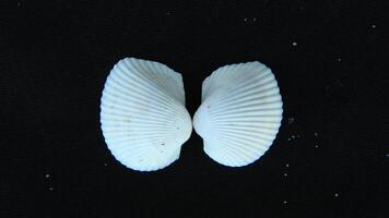 White clam shell on black background, close up photo