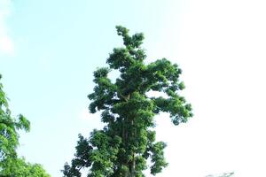 Ceiba pentandra or Kapok is also known as Javanese cotton, Javanese kapok, silk cotton or samauma which flowers and produces fine kapok photo