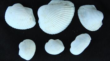 White clam shell on black background, close up photo
