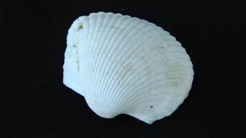 White clam shell on black background, close up photo