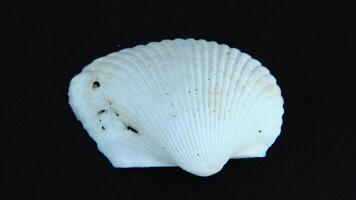 White clam shell on black background, close up photo