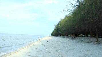 The beautiful coastline filled with marine plants such as mangroves or Rhizophora can be seen during the day photo