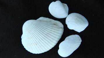 White clam shell on black background, close up photo