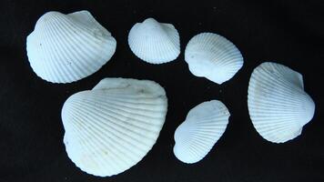 White clam shell on black background, close up photo