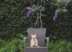brown short hair Chihuahua dog wearing yellow headphones around neck sitting on gray rattan chair in the garden with Purple Wreath flowers. photo