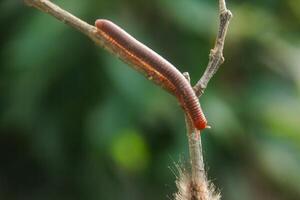Millipedes or Diplopoda are arthropod animals that have many legs photo