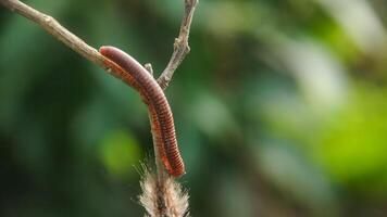 Millipedes or Diplopoda are arthropod animals that have many legs photo