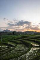 Scenic view of terraced rice fields in the afternoon. Panoramic agricultural field in the countryside. photo