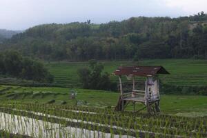 Beautiful view in the countryside with rice fields and a wooden hut photo
