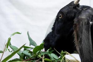 female goat with black fur and white stripe on nose is eating grass in trough isolated on white background photo