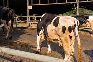 dairy cows are in the process of taking milk. agriculture industry, farming and animal husbandry concept - herd of cows eating hay in cowshed on dairy farm photo