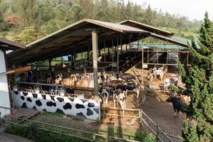 dairy cows are in the process of taking milk. agriculture industry, farming and animal husbandry concept - herd of cows eating hay in cowshed on dairy farm photo