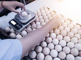 Quality control is taking sample data on the weight scales of eggs to be hatched. photo