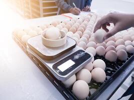 Quality control is taking sample data on the weight scales of eggs to be hatched. photo