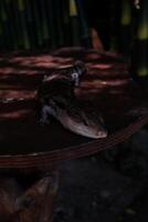 A lizard is sitting on a table photo