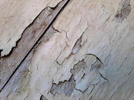 a weathered wooden surface with peeling white paint. The texture is rough and uneven, with visible cracks and chips photo