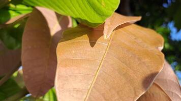 Immerse yourself in the beauty of nature with this close-up photo capturing the delicate details and contrasting colors of a leaf. Ideal for enhancing any creative project