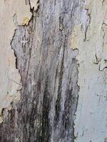 a weathered wooden surface with peeling white paint. The texture is rough and uneven, with visible cracks and chips photo