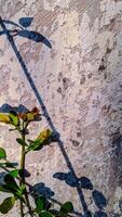 features a plant branch with a curved shadow against a textured wall. photo