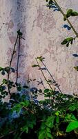 features a plant branch with a curved shadow against a textured wall. photo