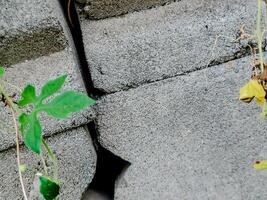 resilient vine climbs a weathered wall, showcasing nature's tenacity. The image features dried tendrils and leaves, adding texture. photo