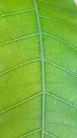 Immerse yourself in the beauty of nature with this close-up photo capturing the delicate details and contrasting colors of a leaf. Ideal for enhancing any creative project