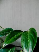 vibrant green plant with glossy leaves adorned with water droplets. The leaves display a rich texture and a healthy sheen. photo