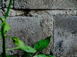 vibrant green plant with small leaves emerges from a crack in a weathered brick wall. photo