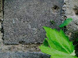 resilient plant grows out of a crack in a weathered brick wall, showcasing the beauty and tenacity of nature. photo