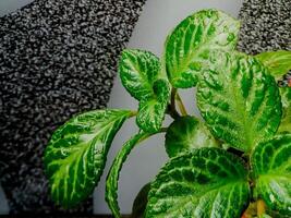 A plant with green leaves and a black and white wall photo