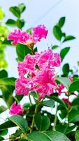 vibrant beauty of a crepe myrtle flower, showcasing its ruffled petals and lush green foliage against a clear blue sky photo