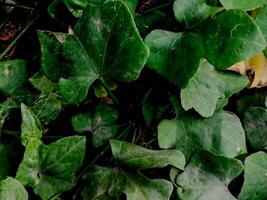 vibrant green leaves with intricate textures and veins. photo
