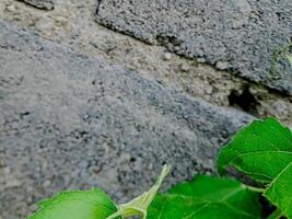 resilient plant grows out of a crack in a weathered brick wall, showcasing the beauty and tenacity of nature. photo