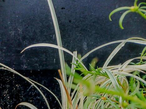 A close up of a plant with a bird sitting on it photo