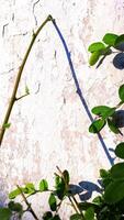 features a plant branch with a curved shadow against a textured wall. photo
