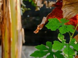 vibrant green leaf stands out against a backdrop of dried, brown leaves, symbolizing the cycle of nature and the passage of time. photo