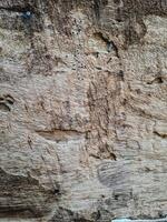 features a weathered piece of wood with natural cracks and wormholes photo
