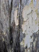 a weathered wooden surface with peeling white paint. The texture is rough and uneven, with visible cracks and chips photo