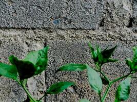 vibrant green plant with small leaves emerges from a crack in a weathered brick wall. photo