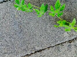 resilient vine climbs a weathered wall, showcasing nature's tenacity. The image features dried tendrils and leaves, adding texture. photo