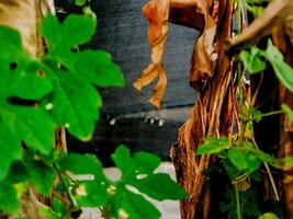 vibrant green leaf stands out against a backdrop of dried, brown leaves, symbolizing the cycle of nature and the passage of time. photo