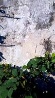 features a plant branch with a curved shadow against a textured wall. photo