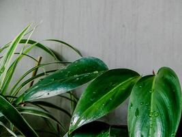 vibrant green plant with glossy leaves adorned with water droplets. The leaves display a rich texture and a healthy sheen. photo