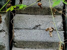 A bird sitting on a concrete wall photo