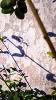 features a plant branch with a curved shadow against a textured wall. photo