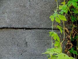 resilient vine climbs a weathered wall, showcasing nature's tenacity. The image features dried tendrils and leaves, adding texture. photo
