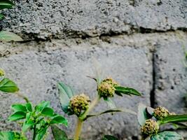 resilient plant grows out of a crack in a weathered brick wall, showcasing the beauty and tenacity of nature. photo
