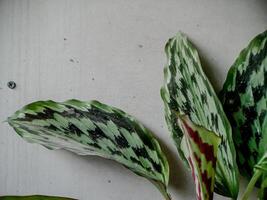 photo showcases lush green leaves with striking red and white variegation. Perfect for nature-themed projects or as a decorative element