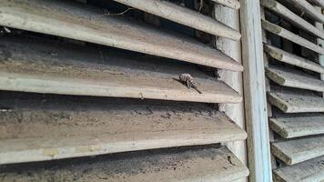 features a series of rusty wooden slats with a hidden object nestled between them photo
