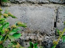resilient plant grows out of a crack in a weathered brick wall, showcasing the beauty and tenacity of nature. photo
